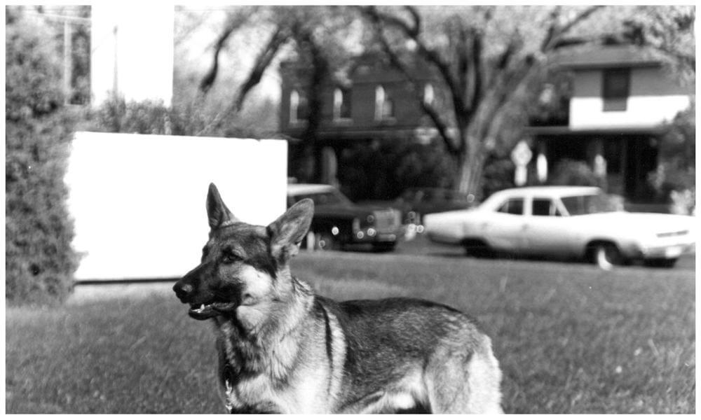 Black and white version of a K-9 standing on the grass