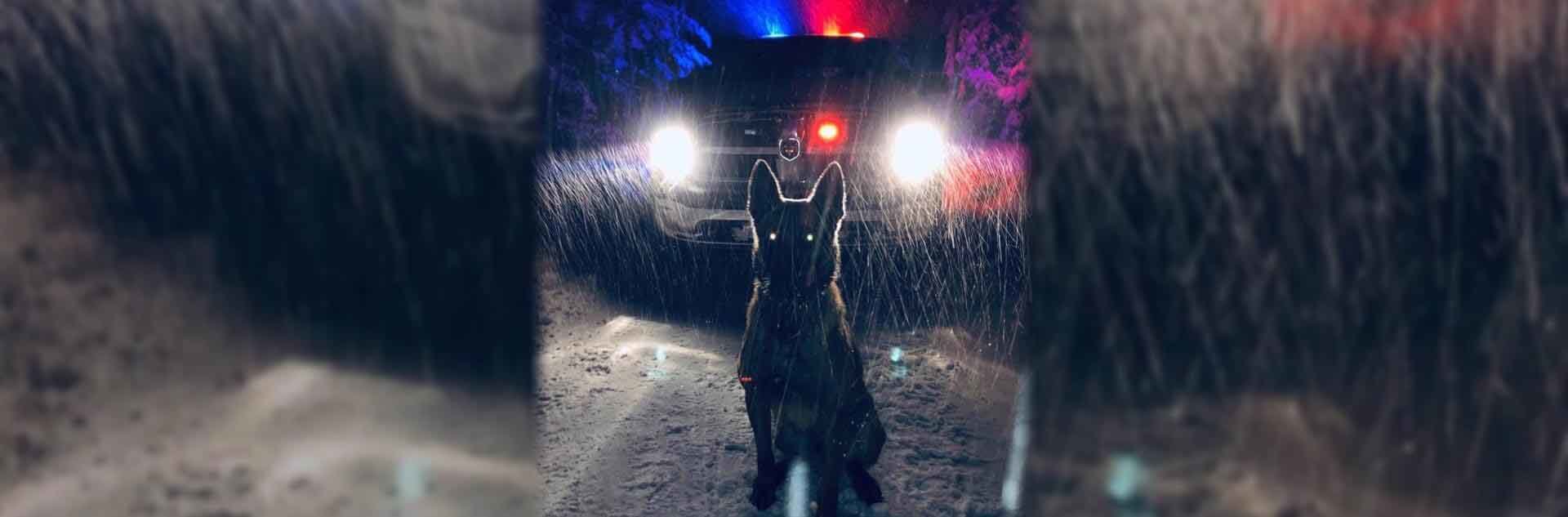 K-9 in front of a patrol car in a winter storm.